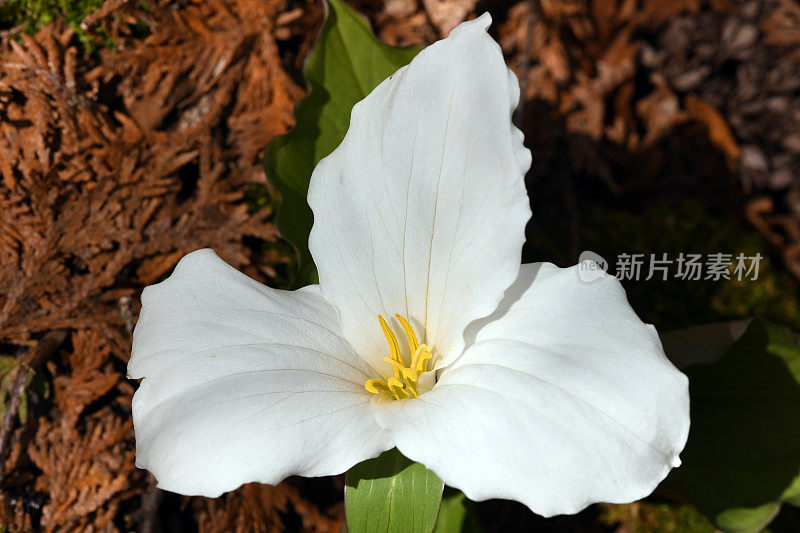 芝加哥公园里的野生延龄花