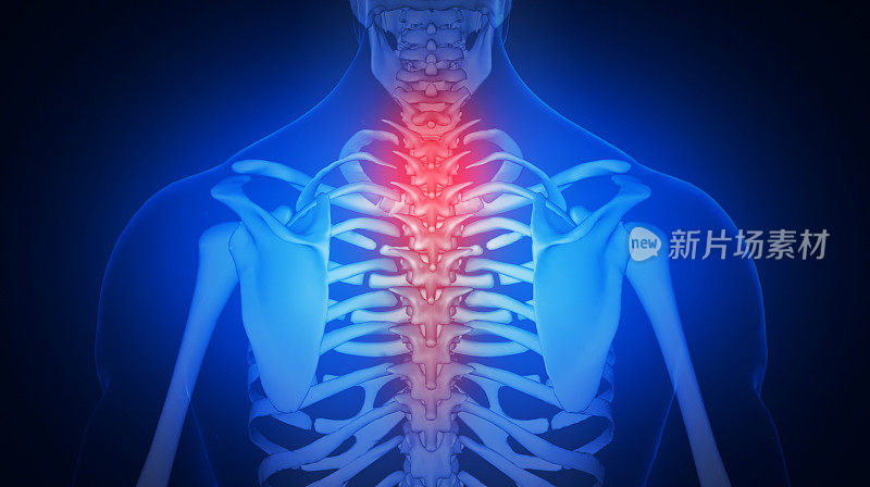 未来医学界面中的人体解剖学。脊柱的3D插图，医学概念。