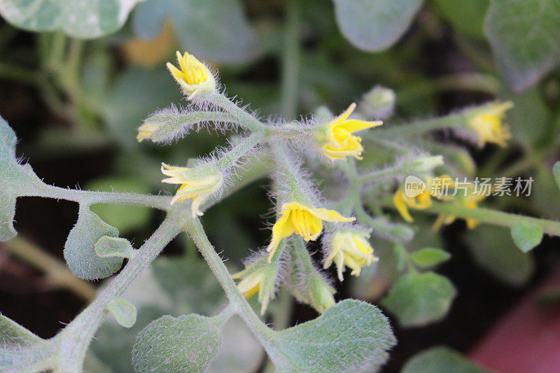 特写图像的黄色花的番茄植物在塑料植物槽，生长在外面，聚焦前景