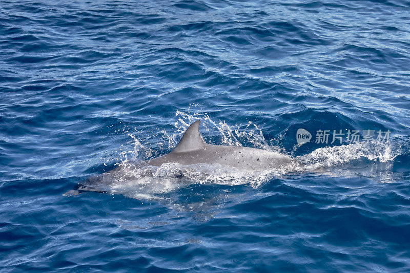 海洋中的斑点海豚