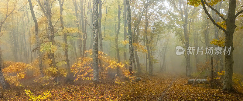 山上的森林里弥漫着蓝色的薄雾，室外秋高气扬