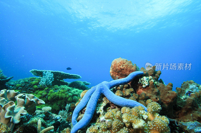 海星在海底，在水下