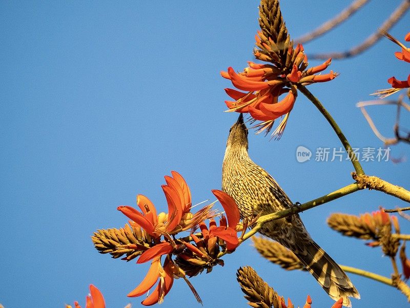 红花珊瑚树