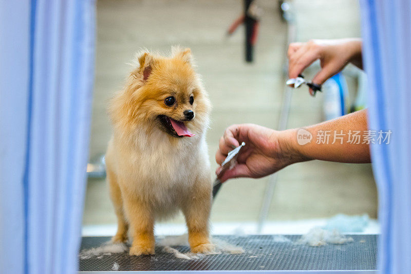 女美容师在室外的桌子上给博美犬理发。最后用剪刀剪狗毛的过程。沙龙的狗。