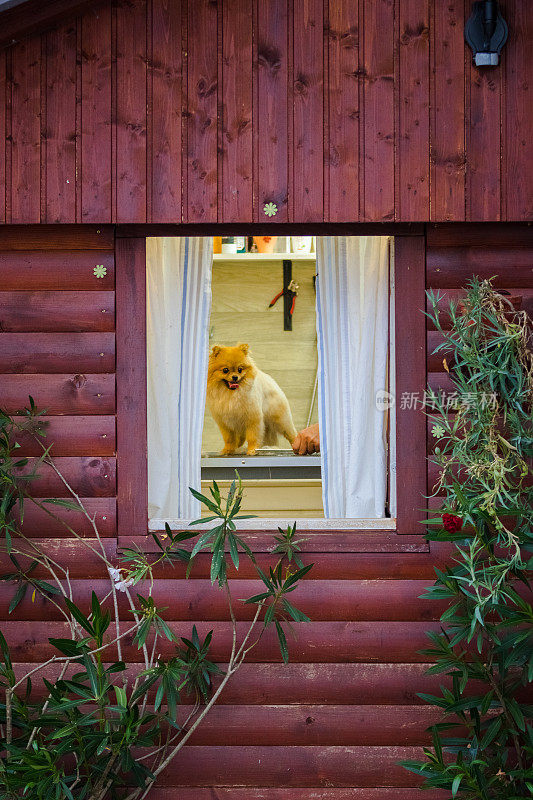 女美容师在室外的桌子上给博美犬理发。最后用剪刀剪狗毛的过程。沙龙的狗。