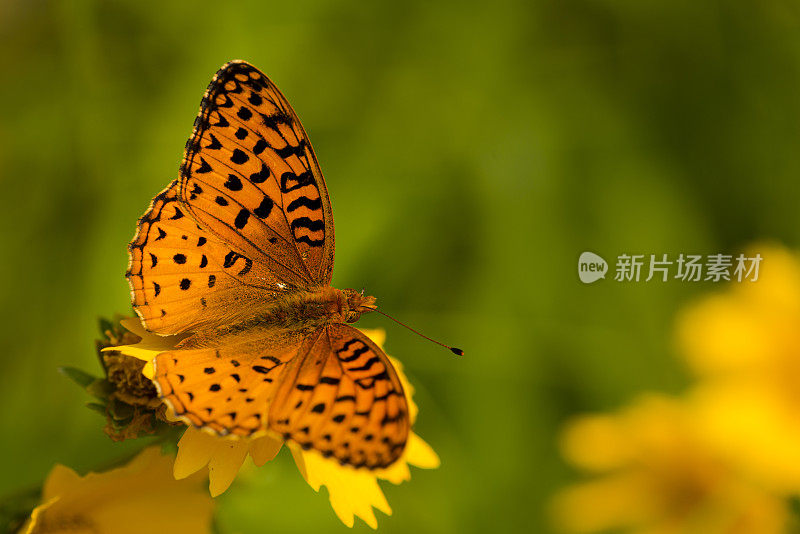 橙色蝴蝶在黄花上