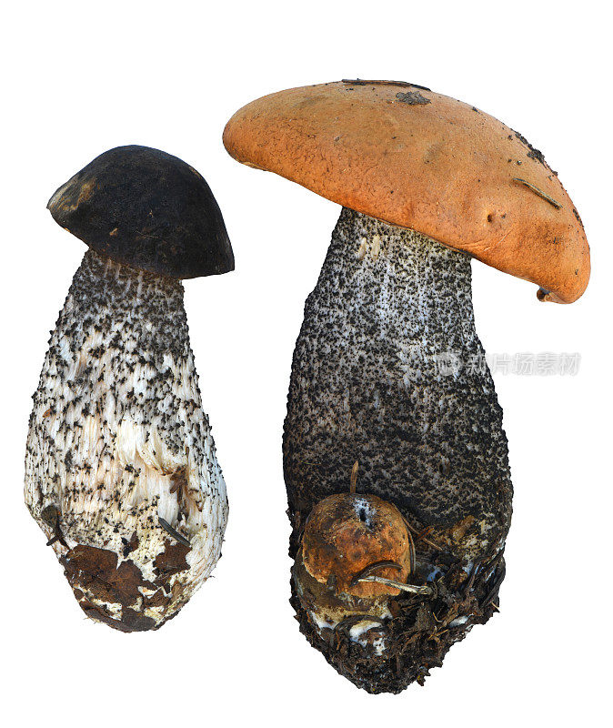 阿拉斯加的蘑菇
