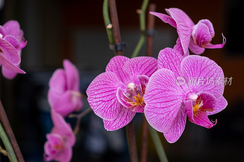 紫兰花花特写