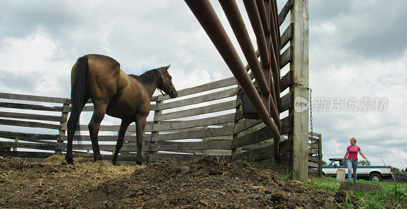 在一个阳光明媚的日子里，一个20多岁的女人带着一个5磅重的塑料桶走向一个有围栏的畜栏，一匹棕色的马正在等待着被喂食