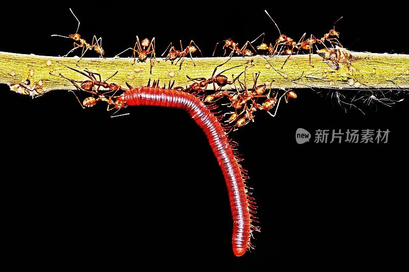 蚂蚁捕食千足虫为食。