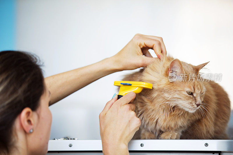 年轻的成年宠物美容师正在梳姜猫