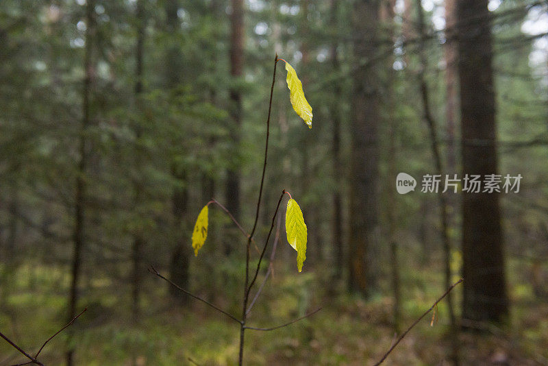 秋天雾蒙蒙的森林