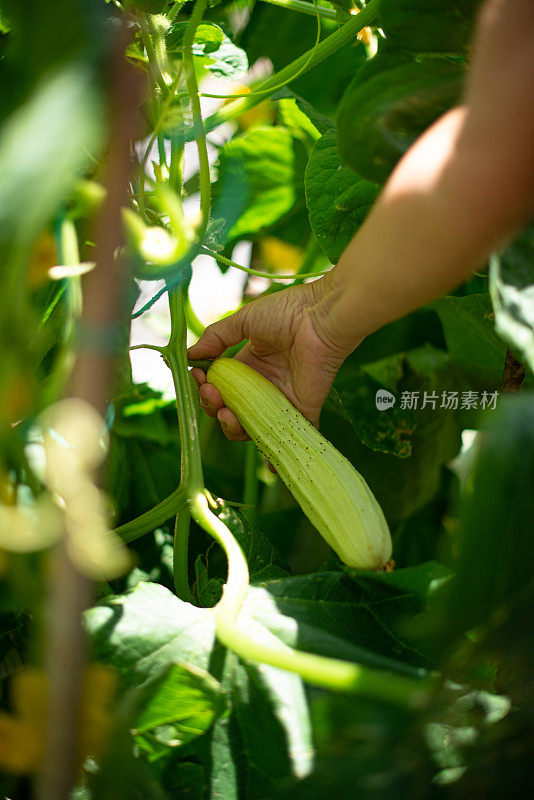 田间有机黄瓜