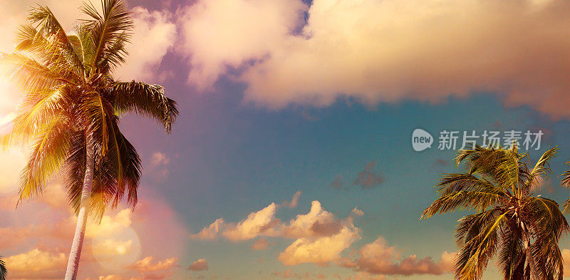 艺术美丽的日落在棕榈树热带海滩