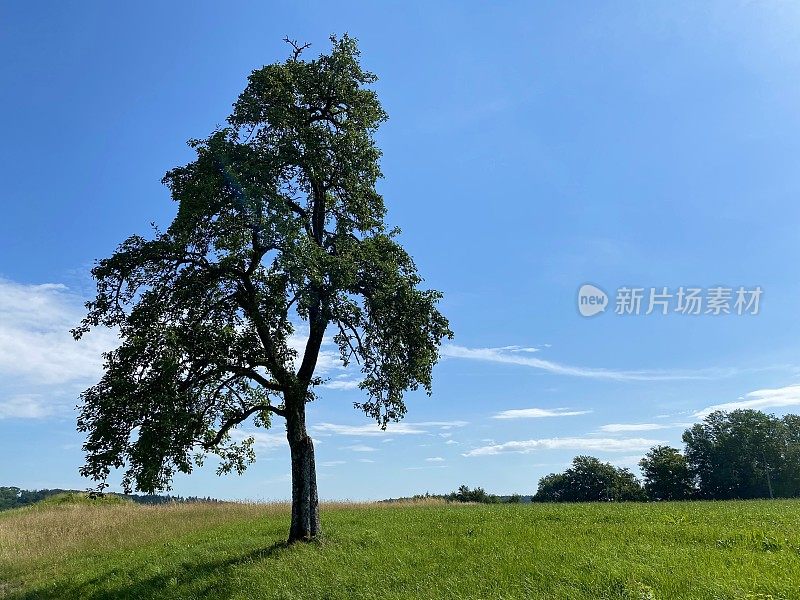 蓝天上的一棵树孤零零地站在草地上