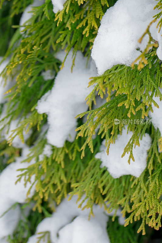 白雪覆盖着树