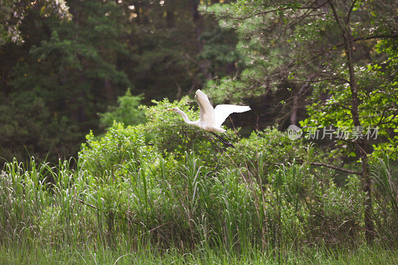 一只巨大的白鹭飞过沼泽