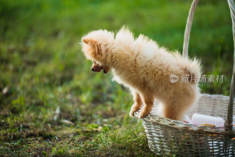 野餐篮子里的博美犬