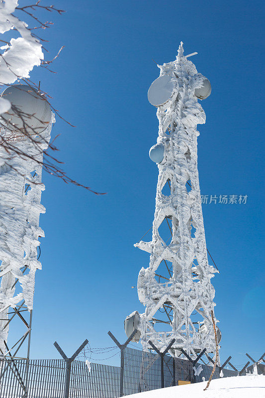 森林里被雪覆盖的树木