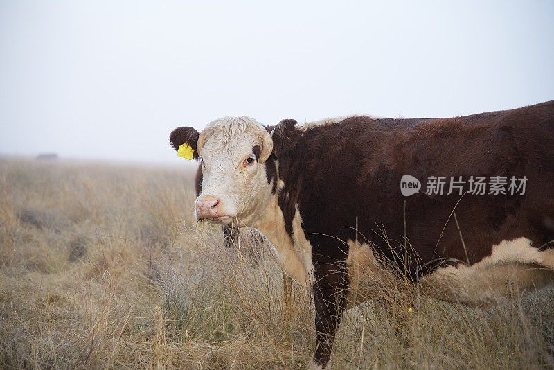 在晨雾中吃草的肉牛