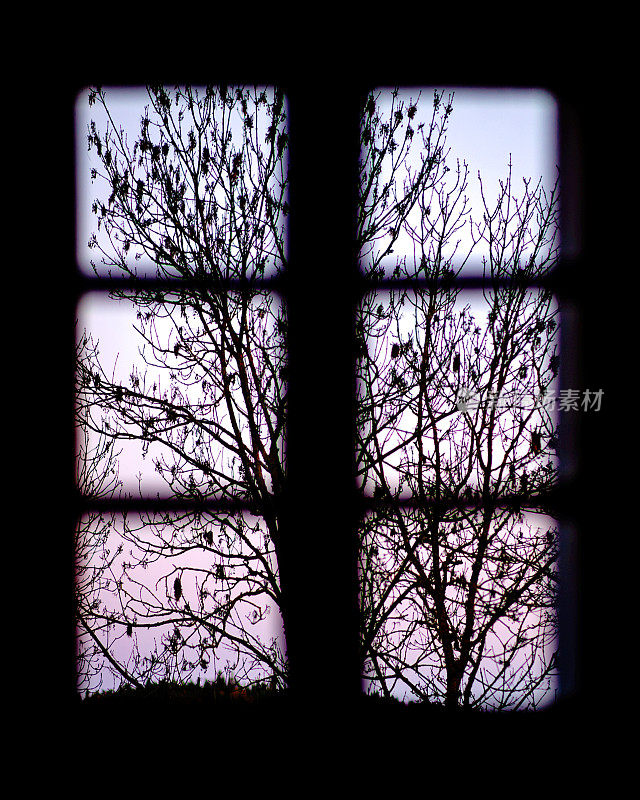 冬天在窗后看到的树