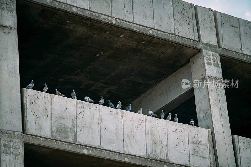 一群灰色岩鸽在城市的一个停车场排成一行