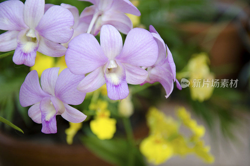 浅紫色兰花