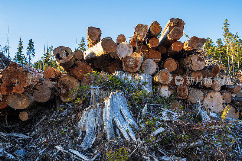 温哥华岛上的伐木业。