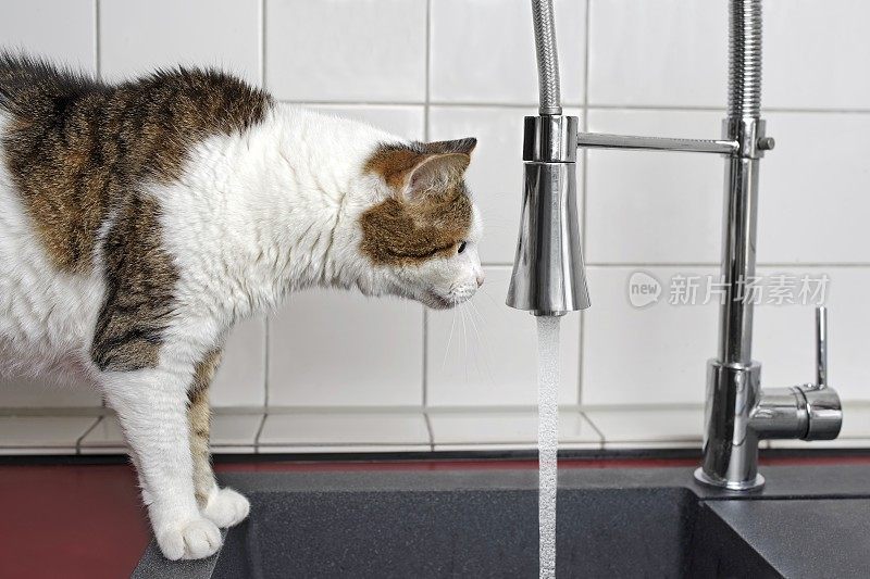 口渴的虎斑猫好奇地看着从水槽龙头流出的水。