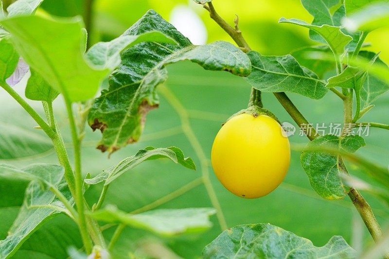 黄白色的茄子在花园里