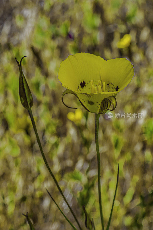 黄百合，又称金块百合，是加州特有的一种百合。Pepperwood自然保护区;圣罗莎;加州的索诺玛县。百合科。