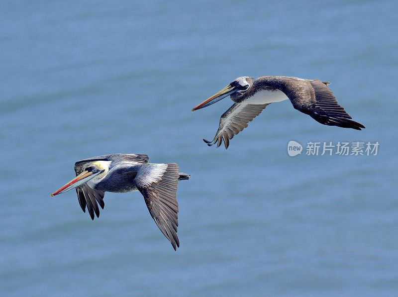 两只成年秘鲁鹈鹕在智利中部的太平洋上空滑行