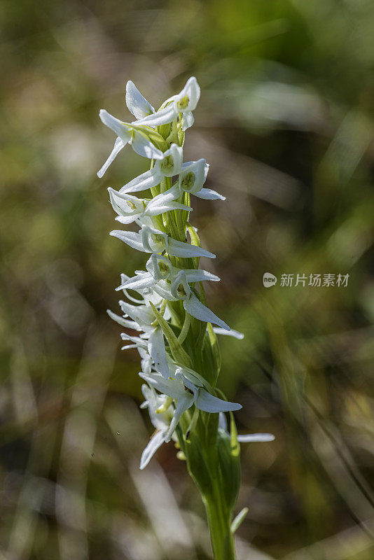 白沼泽兰，高大的白沼泽兰，沼泽蜡烛，北方沼泽兰，高原草。Platanthera是北美发现的最大的兰花属。通常被称为沼泽兰，缰兰，或流苏兰，Platanthera群的成员都有一个