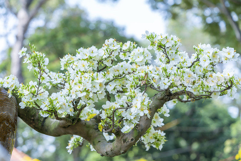 白色杏花盆景树盛开芬芳的花瓣预示春天
