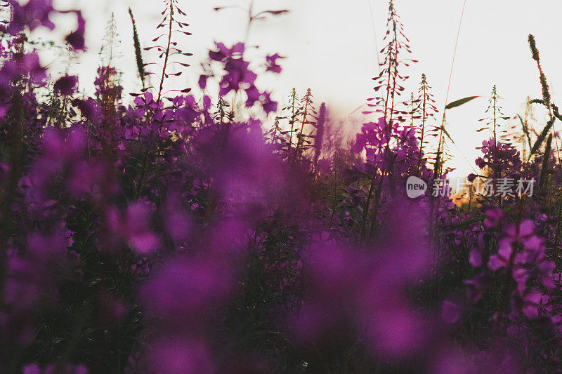 日落时风景如画，鲜花盛开