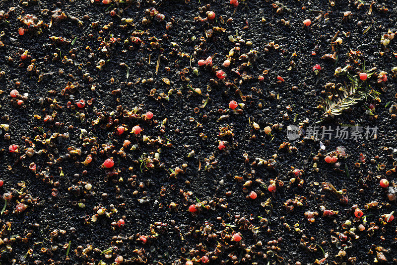 红豆杉浆果撒在地上