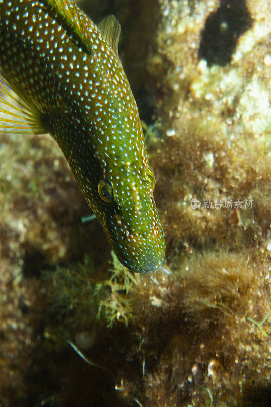 水动物石斑鱼在海洋水下海洋生物地中海海洋潜水员的观点