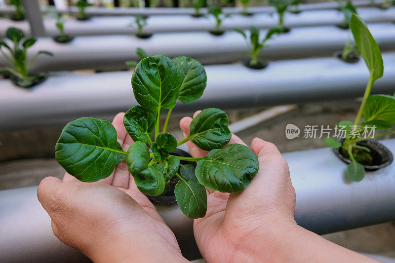 亚洲妇女在水培农场种植白菜植物