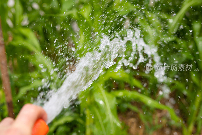 用手持水管给花园浇水