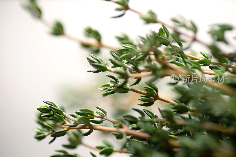 白色背景上的新鲜花园百里香草本植物