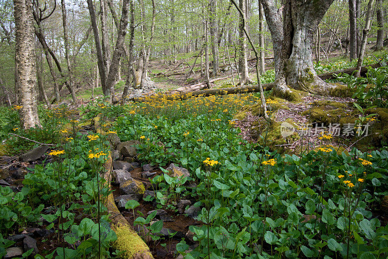 弗吉尼亚自然和荒野-漫步在树林里