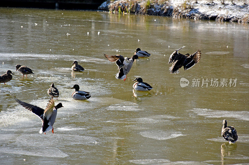 冬天湖边的野鸭