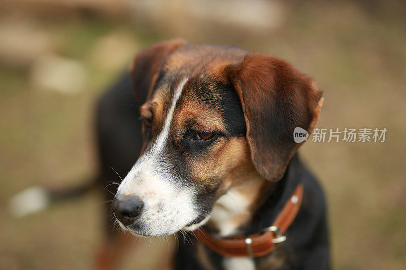 靠近汉密尔顿猎犬山犬