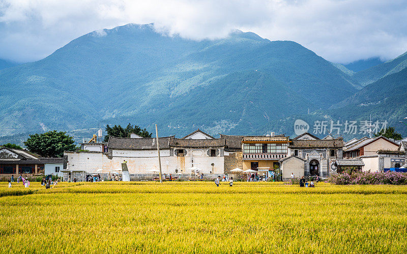 中国云南大理喜洲古镇，白族民居，黄色稻田和苍山为背景