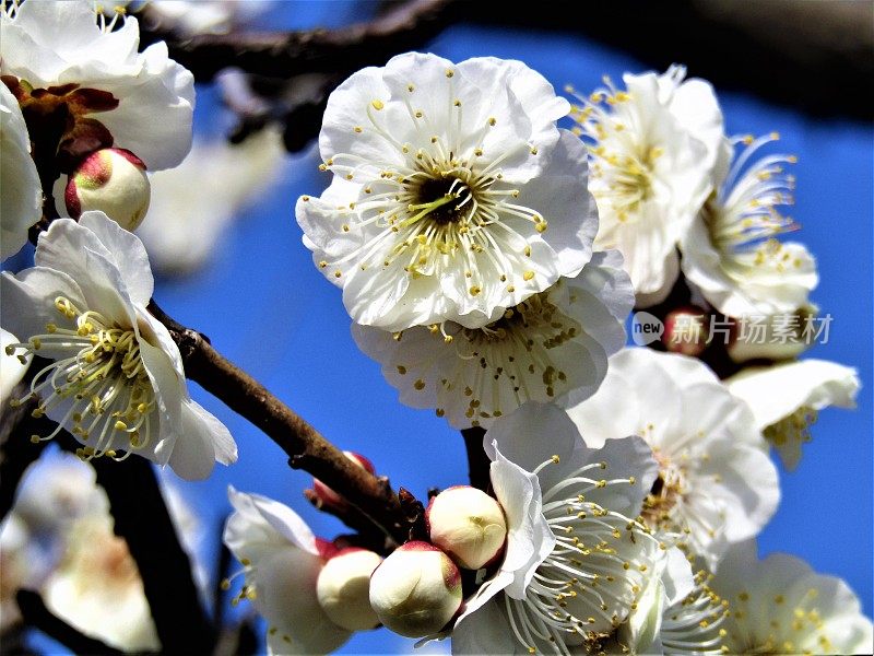 日本。2月。梅花。