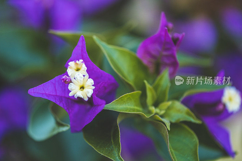 紫九重葛花特写