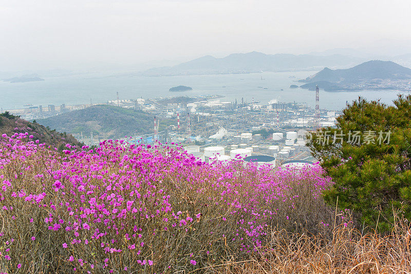 皇家杜鹃花，韩国玫瑰