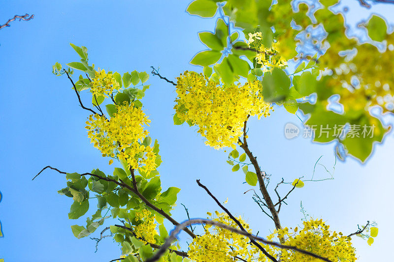 黄花决明子树对着天空