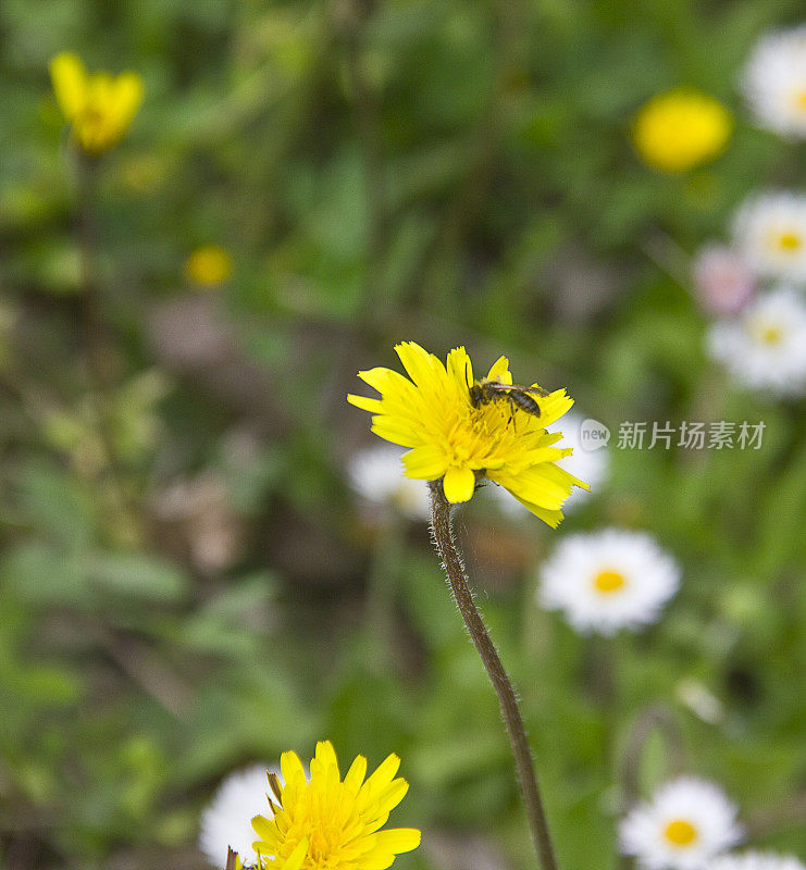 大黄蜂在黄雏菊上