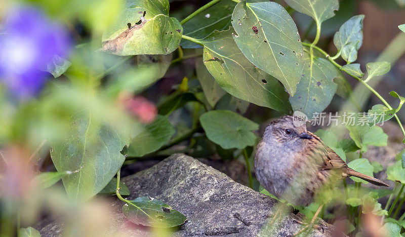 灌木丛中的Dunnock